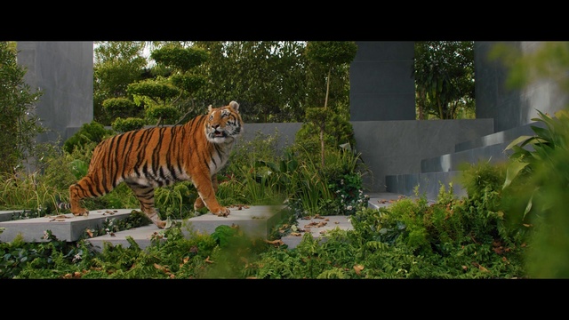Video Reference: Plant, Bengal tiger, Siberian tiger, Tiger, Felidae, Carnivore, Tree, Fawn, Grass, Adaptation