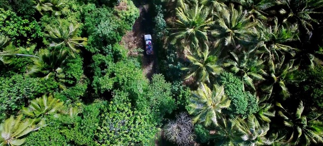 Video Reference: Plant community, Plant, Terrestrial plant, Organism, Grass, Evergreen, Shrub, Groundcover, Larch, Non-vascular land plant