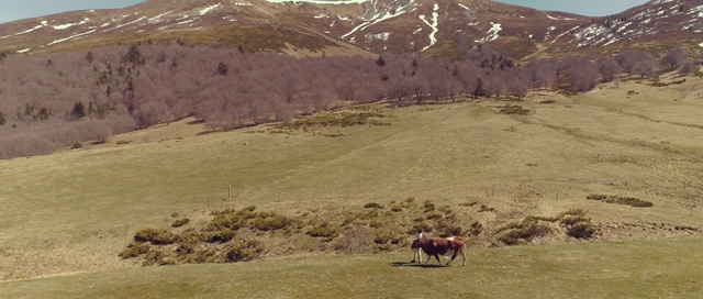 Video Reference: Mountain, Plant community, Horse, Ecoregion, Natural environment, Highland, Natural landscape, Mammal, Working animal, Plant