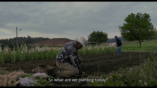 Video Reference: Plant, Sky, Ecoregion, Cloud, People in nature, Land lot, Natural landscape, Tree, Farmer, Grassland