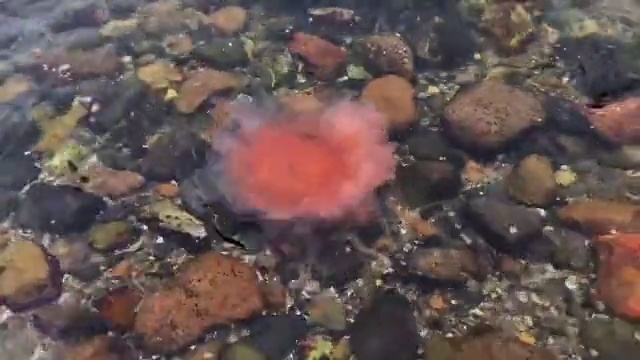 Video Reference: Water, Fluid, Underwater, Liquid, Marine biology, Reef, Natural material, Soil, Coral, Rock