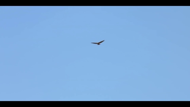 Video Reference: Bird, Sky, Organism, Accipitridae, Beak, Wing, Accipitriformes, Electric blue, Bird of prey, Eagle