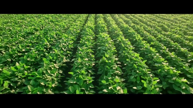 Video Reference: Plant, Leaf, Natural environment, Terrestrial plant, Land lot, Leaf vegetable, Tobacco, Natural landscape, Grass, Groundcover