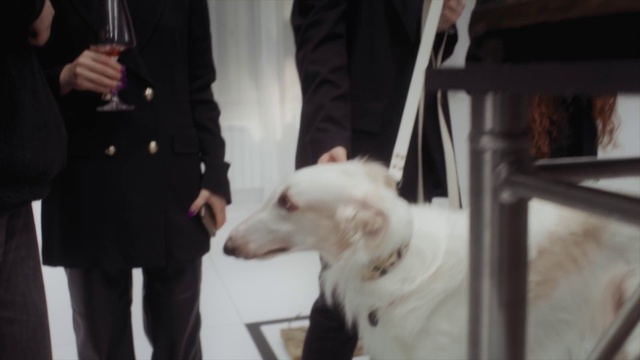 Video Reference: Dog, Dog breed, Carnivore, Sleeve, Gesture, Companion dog, Borzoi, Working animal, Blazer, Street fashion