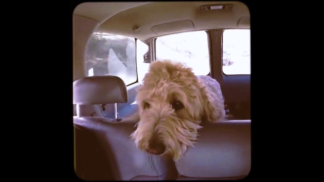 Video Reference: Dog, Carnivore, Fawn, Dog breed, Companion dog, Working animal, Water dog, Automotive mirror, Snout, Terrier