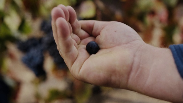 Video Reference: Plant, Gesture, Finger, Grass, Thumb, Button, Nail, Wood, Font, Soil