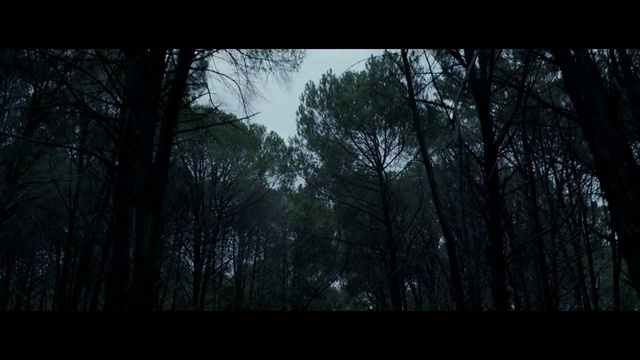 Video Reference: Atmosphere, Sky, Plant, Natural landscape, Tree, Wood, Twig, Trunk, Terrestrial plant, Grass