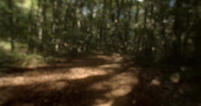 Video Reference: Wood, Natural landscape, Trunk, Twig, Tints and shades, Plant, Grass, Landscape, Road, Forest