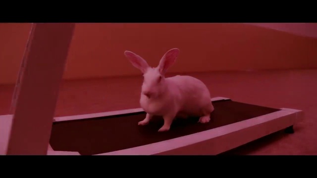 Video Reference: Rabbit, Eye, Ear, Gesture, Pink, Rabbits and Hares, Fawn, Domestic rabbit, Snout, Whiskers