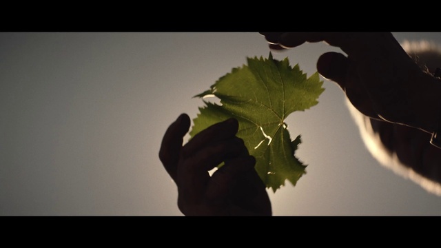 Video Reference: Hand, Plant, Flash photography, People in nature, Branch, Gesture, Tree, Finger, Twig, Window