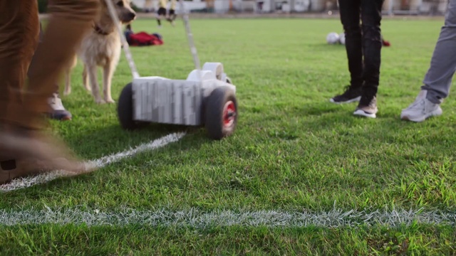 Video Reference: Dog, Carnivore, Grass, Dog breed, Companion dog, Lawn, Flooring, Recreation, Leisure, Human leg