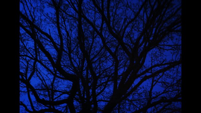 Video Reference: tree, branches, silhouette, twilight, night, sky, forest, nature, outdoors, bare branches, blue sky, dark, winter, canopy, background, abstract