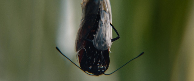 Video Reference: Insect, Arthropod, Pollinator, Plant, Butterfly, Pest, Water, Grass, Twig, Parasite