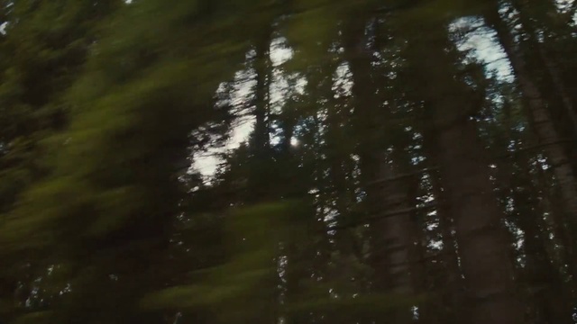 Video Reference: Water, Wood, Terrestrial plant, Natural landscape, Trunk, Tints and shades, Grass, Twig, Landscape, Forest