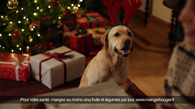 Video Reference: Dog, Christmas tree, Christmas ornament, Carnivore, Fawn, Companion dog, Dog breed, Christmas decoration, Event, Holiday