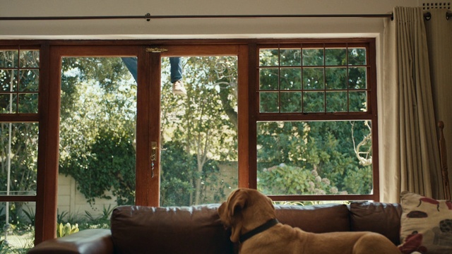 Video Reference: Brown, Dog, Window, Building, Light, Wood, Shade, Fixture, Comfort, Textile