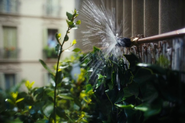 Video Reference: Plant, Water, Window, Flower, Wood, Terrestrial plant, Grass, Petal, Twig, Glass