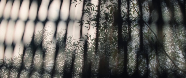 Video Reference: Atmosphere, Plant, Wood, Branch, Textile, Vegetation, Grey, Atmospheric phenomenon, Grass, Twig