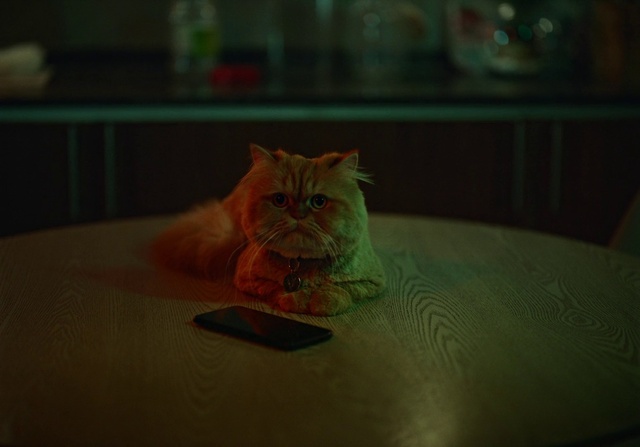 Video Reference: Cat, Felidae, Carnivore, Small to medium-sized cats, Whiskers, Fawn, Wood, Snout, Fur, Domestic short-haired cat