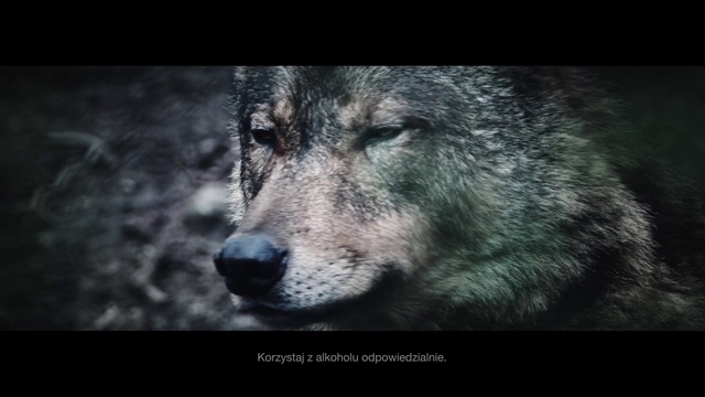 Video Reference: Dog, Dog breed, Carnivore, Flash photography, Wolf, Whiskers, Terrestrial animal, Snout, Natural landscape, Darkness