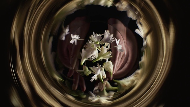 Video Reference: Flower, Plant, Petal, Flash photography, Purple, Camera lens, Circle, Flowering plant, Close-up, Pattern