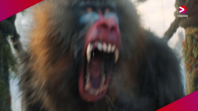Video Reference: Fang, Carnivore, Jaw, Organism, Tooth, Terrestrial animal, Whiskers, Primate, Yawn, Shout