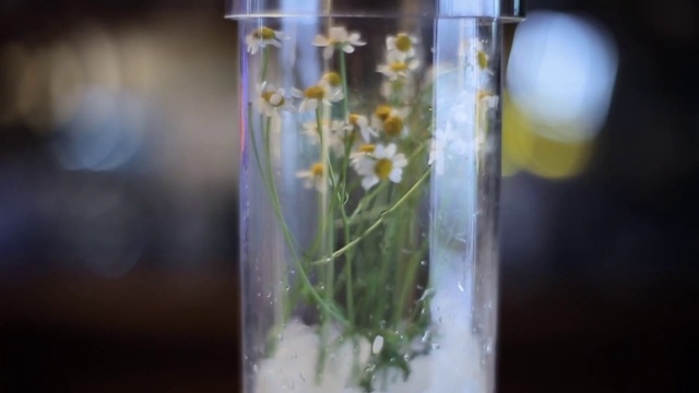 Video Reference: Flower, Plant, Window, Drinkware, Petal, Liquid, Vase, Glass bottle, Twig, Flower Arranging