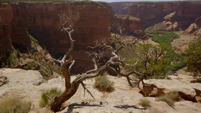 Video Reference: Plant, Plant community, Ecoregion, Bedrock, Mountain, Vegetation, Mountainous landforms, Landscape, Tree, Formation