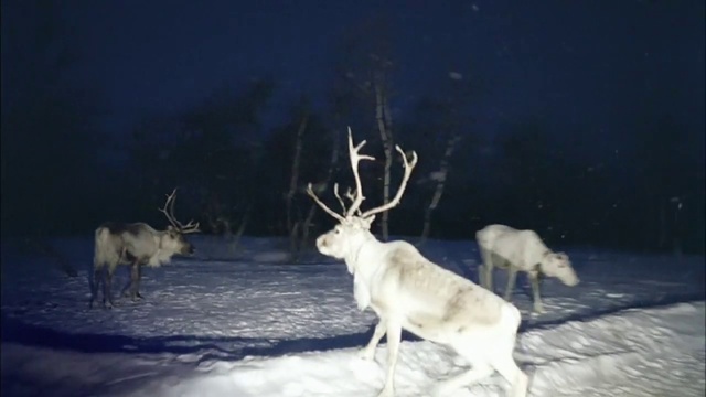 Video Reference: Elk, Snow, Natural environment, Deer, Lighting, Organism, Atmospheric phenomenon, Freezing, Horn, Fawn