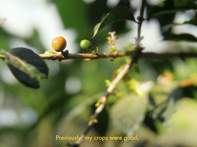 Video Reference: Twig, Terrestrial plant, Fruit tree, Flowering plant, Fruit, Tree, Bud, Macro photography, Plant stem, Flower