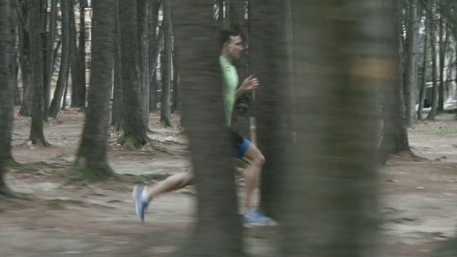 Video Reference: Plant, Bird, Natural environment, Wood, Branch, Sunlight, Trunk, People in nature, Tree, Shorts
