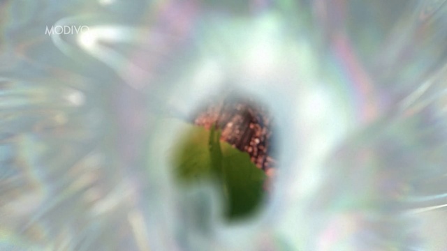 Video Reference: Flower, Terrestrial plant, Pest, Petal, Grass, Flowering plant, Macro photography, Pattern, Twig, Plant stem