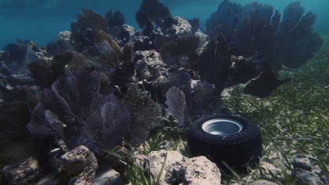 Video Reference: Water, Plant, Natural environment, Automotive tire, Fluid, Tread, Biome, Underwater, Landscape, Coral