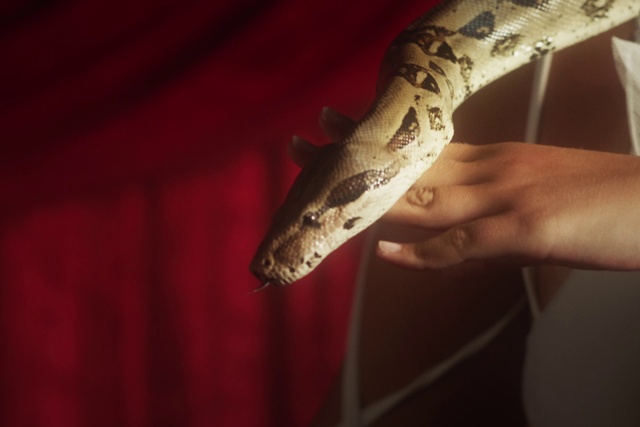 Video Reference: Sleeve, Gesture, Reptile, Elbow, Temporary tattoo, Nail, Wrist, Serpent, Snake, Fish