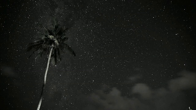 Video Reference: Arthropod, Plant, Insect, Astronomical object, Sky, Terrestrial plant, Woody plant, Tree, Science, Midnight