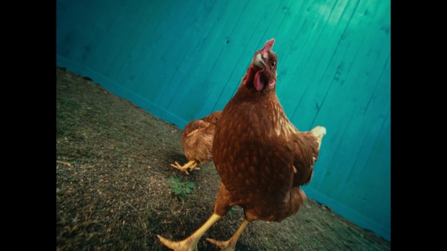 Video Reference: Bird, Head, Eye, Phasianidae, Chicken, Beak, Comb, Galliformes, Feather, Rooster