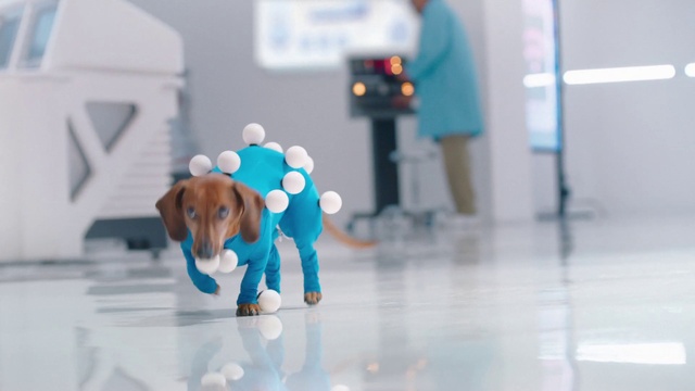 Video Reference: Dog, Toy, Carnivore, Dog breed, Fawn, Companion dog, Dog supply, Flooring, Snout, Working animal