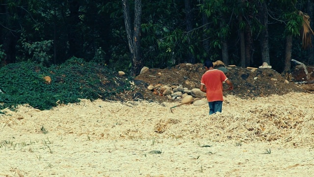 Video Reference: Plant, People in nature, Tree, Grass, Natural landscape, Landscape, Recreation, Wood, Trunk, Soil