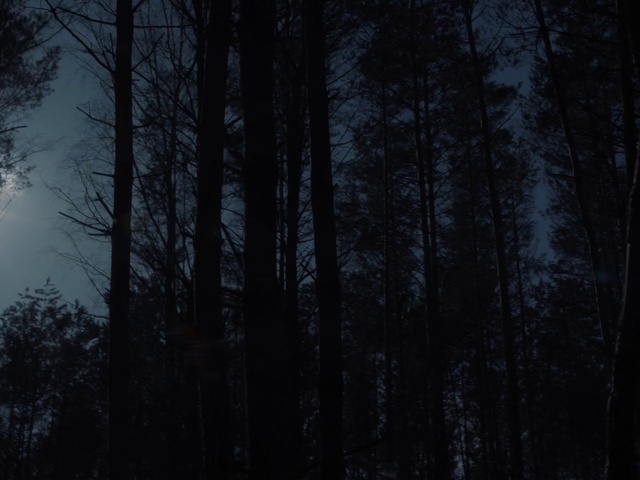 Video Reference: Atmosphere, Natural landscape, Twig, Tree, Wood, Branch, Sky, Trunk, Grey, Atmospheric phenomenon