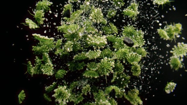 Video Reference: macro, close-up, green, plant, flowers, herb, botanical, texture, nature, dark background, fresh, organic, spray, floating particles