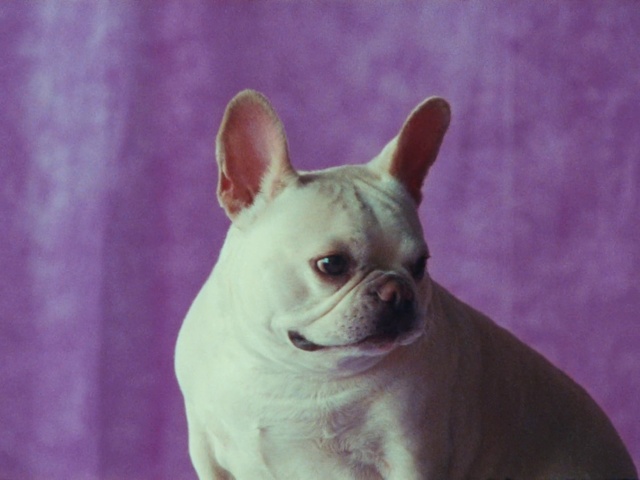 Video Reference: Dog, Dog breed, Carnivore, Ear, Pink, Companion dog, Fawn, Whiskers, Toy dog, Wrinkle