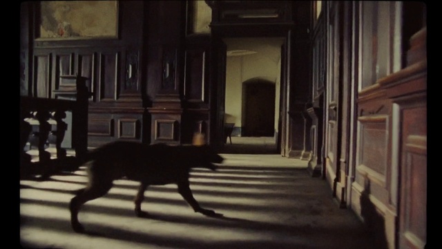 Video Reference: Dog, Wood, Carnivore, Floor, Tints and shades, Dog breed, Midnight, Terrestrial animal, Door, City