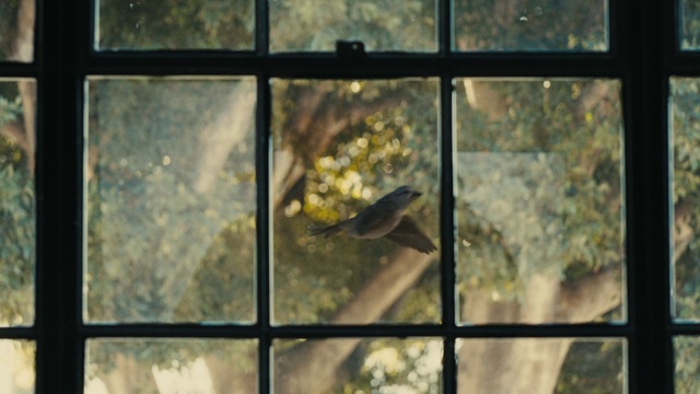 Video Reference: Window, Plant, Leaf, Organism, Interior design, Wood, Beak, Tints and shades, Glass, Fish