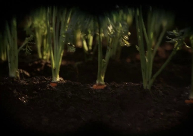 Video Reference: Plant, Window, Terrestrial plant, People in nature, Aquatic plant, Grass, Wood, Landscape, Tree, Art