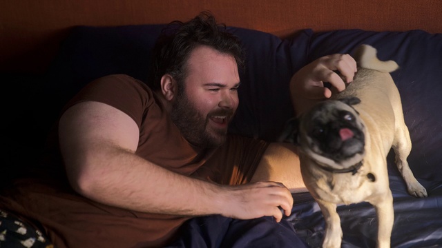 Video Reference: Pug, Dog, Mouth, Comfort, Dog breed, Flash photography, Carnivore, Couch, Companion dog, Fawn