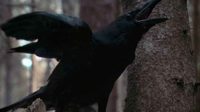 Video Reference: Bird, Beak, Fish Crow, Feather, Wing, Raven, New caledonian crow, American crow, Perching bird, Crow-like bird