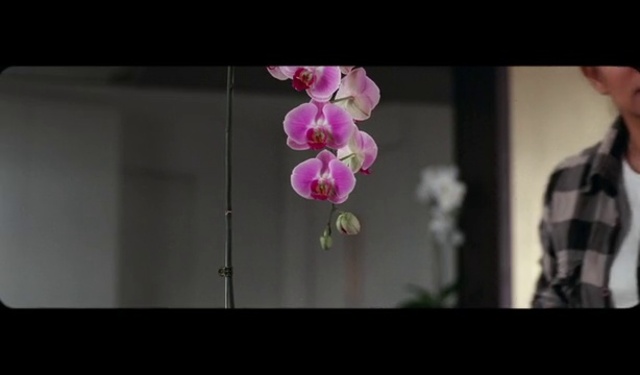 Video Reference: Flower, Plant, Petal, Terrestrial plant, Window, Violet, Twig, Flowering plant, Magenta, Blossom