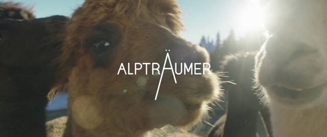 Video Reference: Llama, Camel, Alpaca, Camelid, Sky, Bactrian camel, Dog breed, Working animal, Carnivore, Fawn