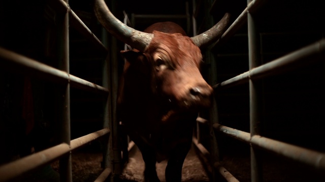 Video Reference: Bull, Working animal, Wood, Natural material, Terrestrial animal, Fawn, Ox, Livestock, Snout, Horn