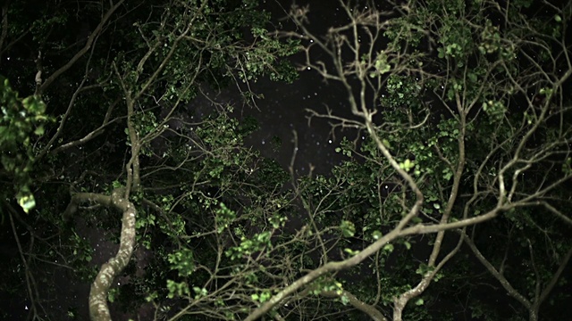 Video Reference: Terrestrial plant, Wood, Twig, Trunk, Natural landscape, Grass, Midnight, Tree, Forest, Woodland